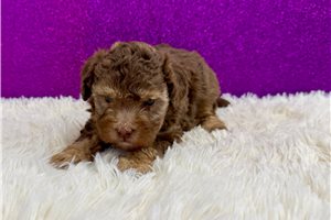 Kendra - Miniature Poodle for sale