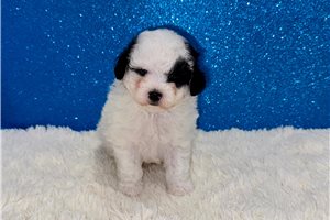 Tyson - Poodle, Miniature for sale