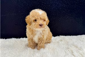 Vincenzo - Poodle, Miniature for sale
