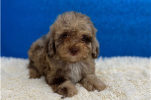 Calvin - Miniature Poodle for sale