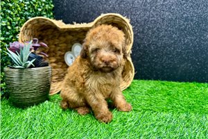 Newt - Poodle, Miniature for sale