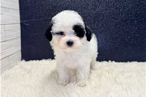 Tyson - Poodle, Miniature for sale