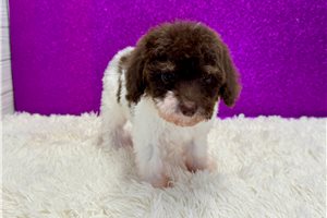 Alyssa - Poodle, Miniature for sale