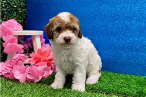Bunny - Miniature Poodle for sale