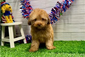 Newt - Poodle, Miniature for sale