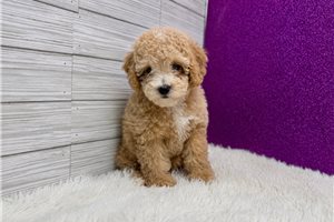 Vanna - Poodle, Miniature for sale