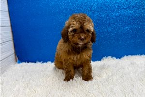 Friday - Poodle, Miniature for sale