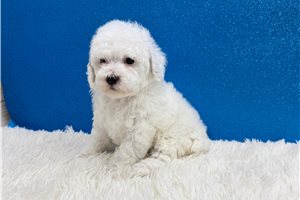 Volt - Poodle, Miniature for sale