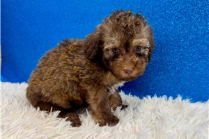 Carlton - Miniature Poodle for sale