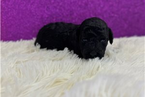 Velvet - puppy for sale