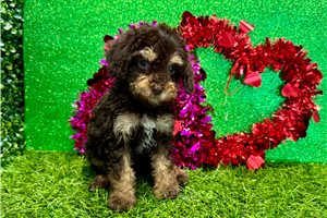 Deke - Poodle, Miniature for sale