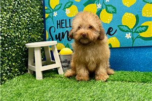 Newt - Poodle, Miniature for sale