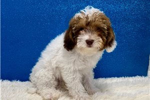 Ford - Poodle, Miniature for sale
