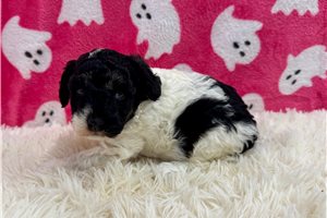 June Bug - Miniature Poodle for sale