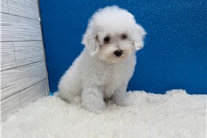 Volt - Poodle, Miniature for sale