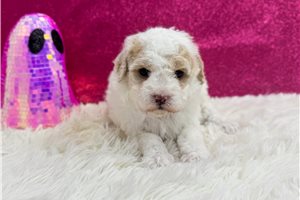 Jessie - Miniature Poodle for sale