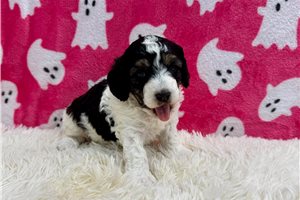 Julie - Miniature Poodle for sale
