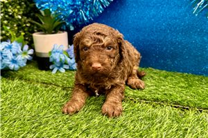 Brent - Miniature Poodle for sale