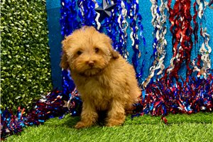 Newt - Poodle, Miniature for sale