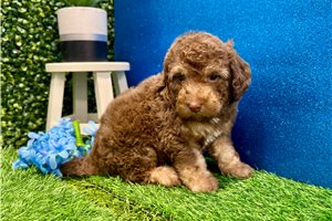 Baxter - Miniature Poodle for sale