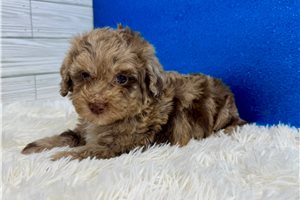 Calvin - Miniature Poodle for sale