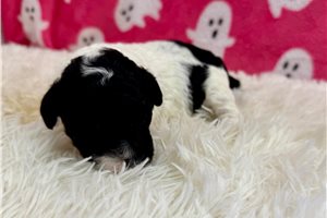 June Bug - Miniature Poodle for sale