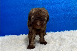 Carlito - Miniature Poodle for sale