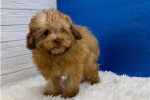 Newt - Poodle, Miniature for sale