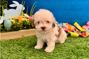 Paul - Poodle, Miniature for sale