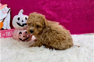Millie - Miniature Poodle for sale