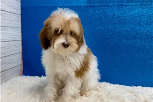 Ford - Miniature Poodle for sale