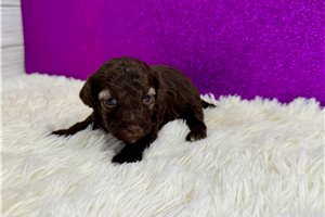 Camilla - Miniature Poodle for sale