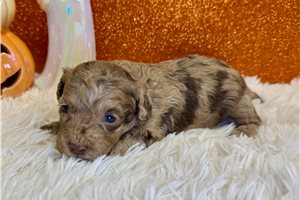 Calvin - Miniature Poodle for sale