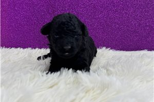 Verona - Miniature Poodle for sale