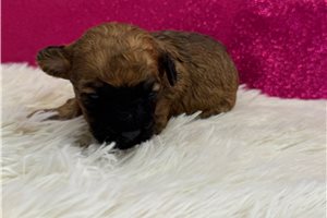 Veronica - puppy for sale