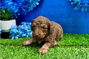 Baxter - puppy for sale