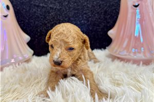 Millie - Miniature Poodle for sale