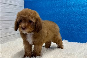 Forest - Poodle, Miniature for sale
