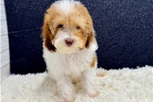 Ford - Miniature Poodle for sale