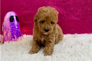 Madison - Miniature Poodle for sale