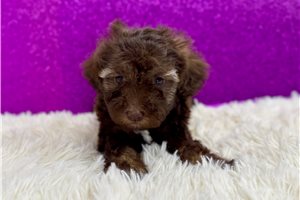 Camilla - Miniature Poodle for sale