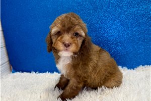 Forest - Poodle, Miniature for sale