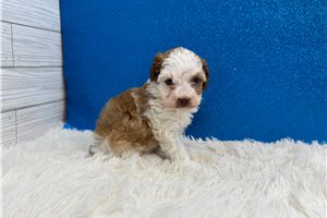 Kingston - Miniature Poodle for sale