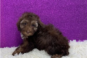 Camilla - Miniature Poodle for sale