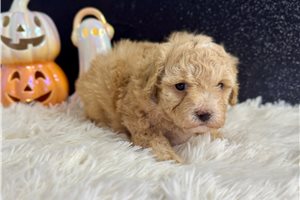 Java - Miniature Poodle for sale
