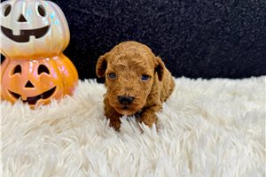 Murphy - Miniature Poodle for sale