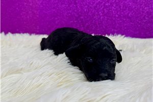 Vera - puppy for sale