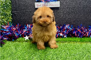 Newt - Poodle, Miniature for sale