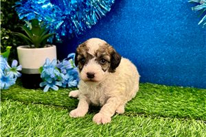 Bart - Miniature Poodle for sale