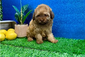 Newt - Poodle, Miniature for sale